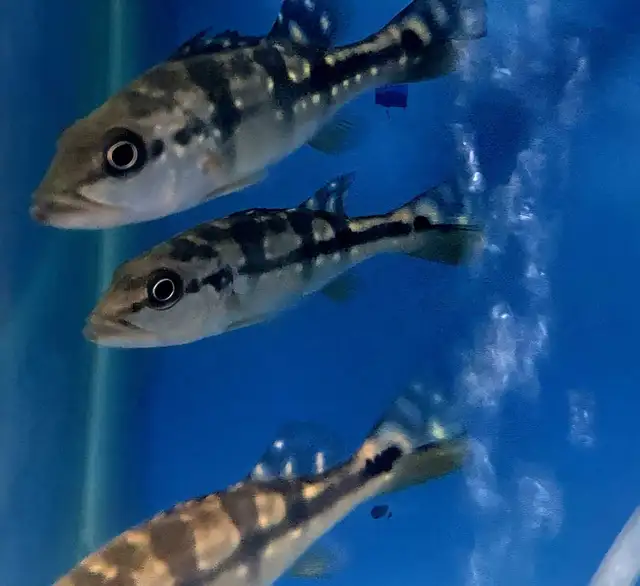 azul peacock bass 2.5'