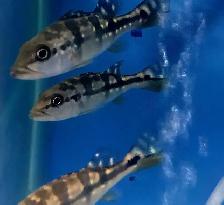 azul peacock bass 2.5'