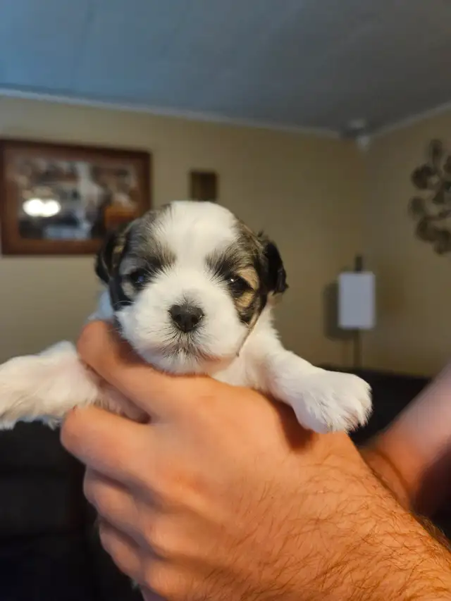 Malshi Puppies