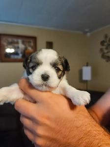 Malshi Puppies