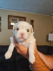 Malshi Puppies - Photo 2