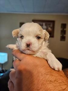 Malshi Puppies - Photo 3