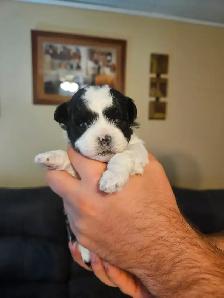 Malshi Puppies - Photo 4