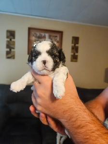 Malshi Puppies - Photo 5