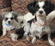 Malshi Puppies - Photo 6