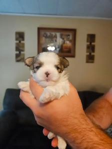 Malshi Puppies - Photo 7