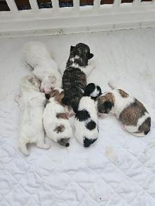 Malshi Puppies - Photo 8