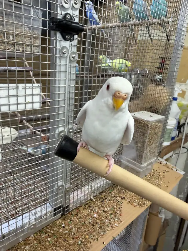Albino Budgie