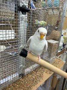 Albino Budgie