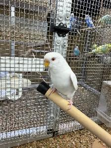 Albino Budgie - Photo 2