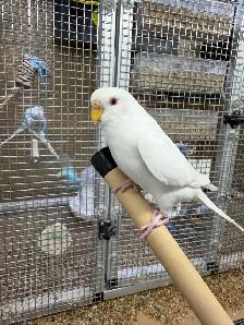 Albino Budgie - Photo 3