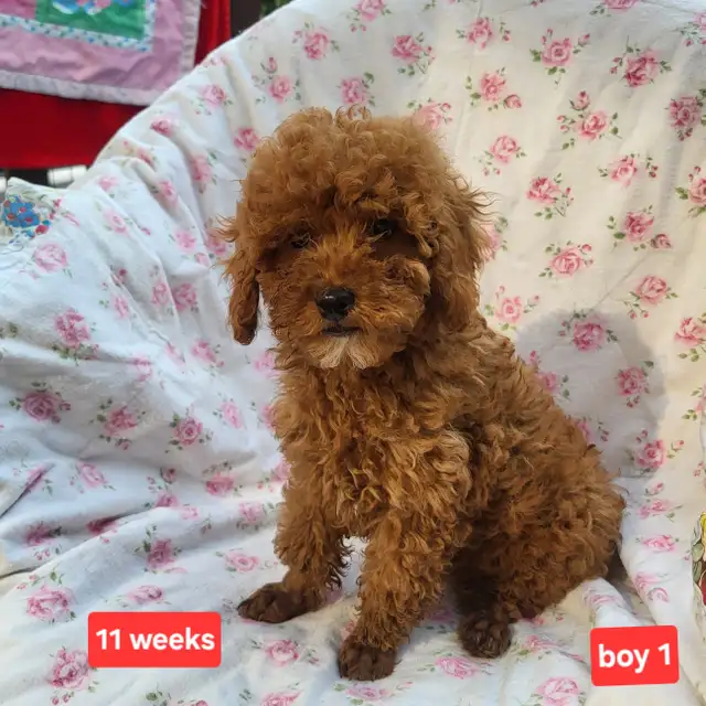 Toy Poodle Pups  CKC Registered  Purebred  3 Year Warranty