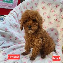 Toy Poodle Pups  CKC Registered  Purebred  3 Year Warranty