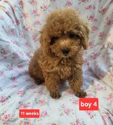 Toy Poodle Pups  CKC Registered  Purebred  3 Year Warranty - Photo 2