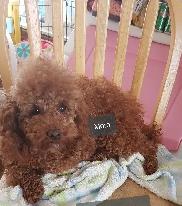 Toy Poodle Pups  CKC Registered  Purebred  3 Year Warranty - Photo 3