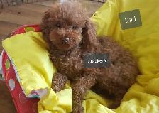 Toy Poodle Pups  CKC Registered  Purebred  3 Year Warranty - Photo 4