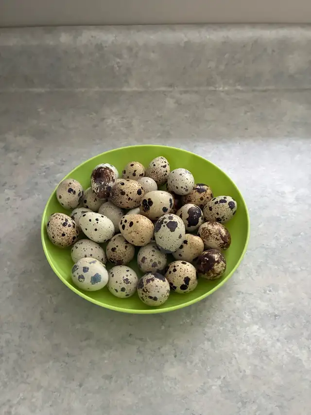 Quail eggs
