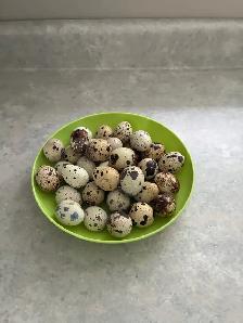 Quail eggs