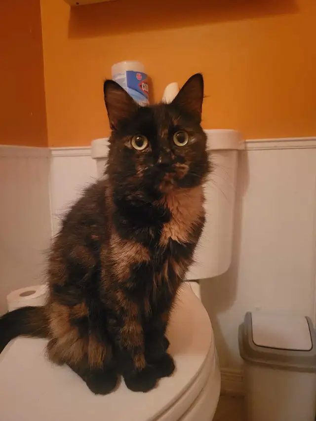 Beautiful  Cat for Rehoming  ❤️