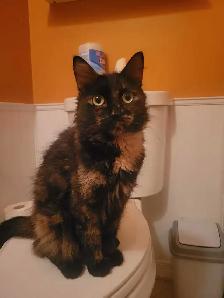 Beautiful  Cat for Rehoming  ❤️