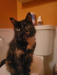 Beautiful  Cat for Rehoming  ❤️ - Photo 2
