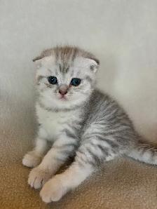 Scottish Fold Kittens