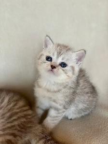Scottish Fold Kittens - Photo 3