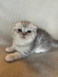 Scottish Fold Kittens - Photo 4