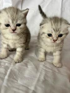 Scottish Fold Kittens - Photo 5