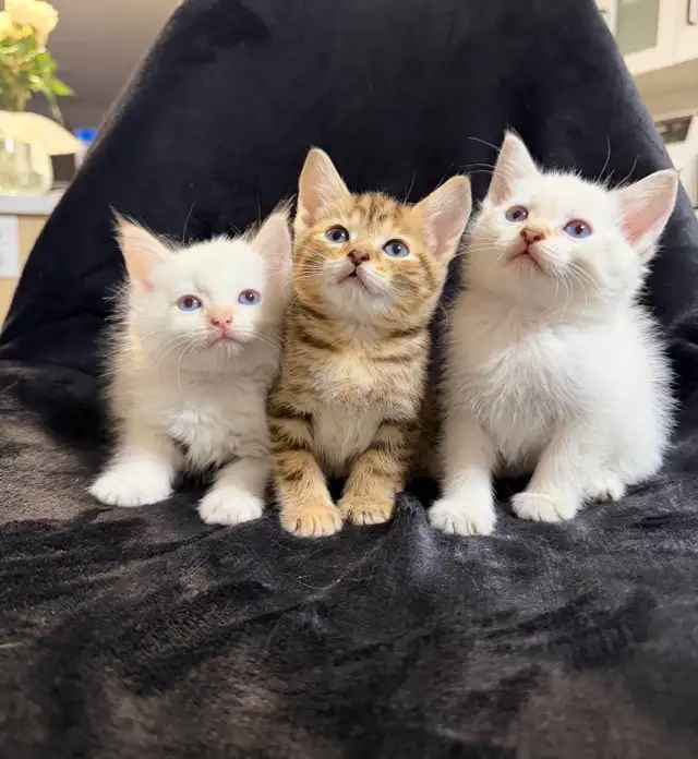 ragdoll / bengal mix kittens