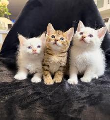 ragdoll / bengal mix kittens