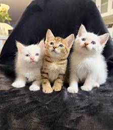 ragdoll / bengal mix kittens - Photo 2