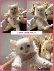 ragdoll / bengal mix kittens - Photo 4