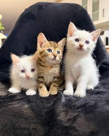 ragdoll / bengal mix kittens - Photo 6