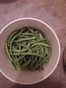 Fresh Garden Green Beans