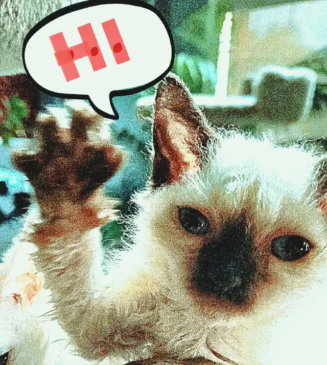 ❤️ HYPOALLERGENIC  ❤️ KITTENS ❤️