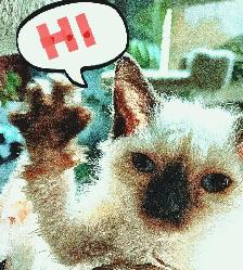 ❤️ HYPOALLERGENIC  ❤️ KITTENS ❤️