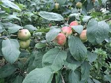 Fresh Garden Apples - Photo 2