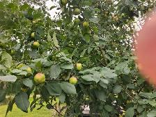 Fresh Garden Apples - Photo 3