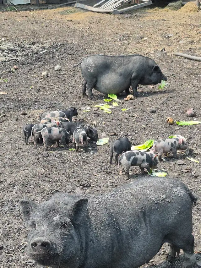Kune Cross Piglets