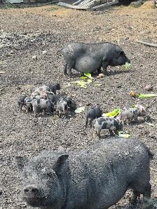 Kune Cross Piglets
