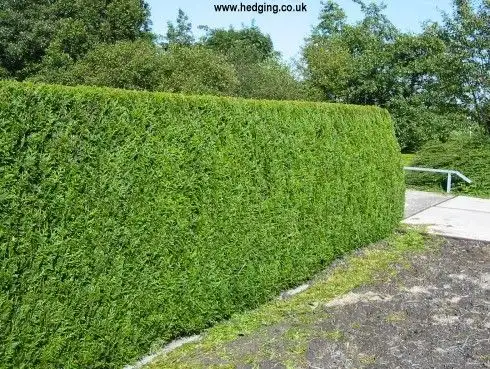 Hedges (Copeland Park, Bel Air, College Square)