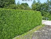 Hedges (Copeland Park, Bel Air, College Square)