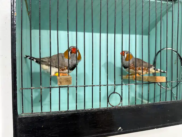 English zebra finches for sale