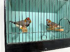 English zebra finches for sale