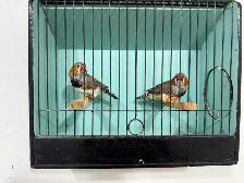 English zebra finches for sale - Photo 2