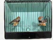 English zebra finches for sale - Photo 3