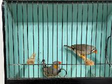 English zebra finches for sale - Photo 5