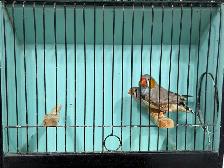 English zebra finches for sale - Photo 6