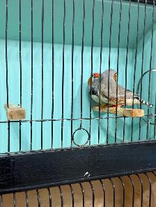 English zebra finches for sale - Photo 8